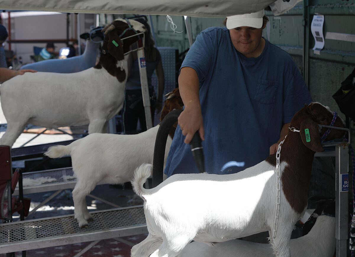 ‘Shear’ excitement: The Utah County Fair aims to put on a good show while leaning into tradition